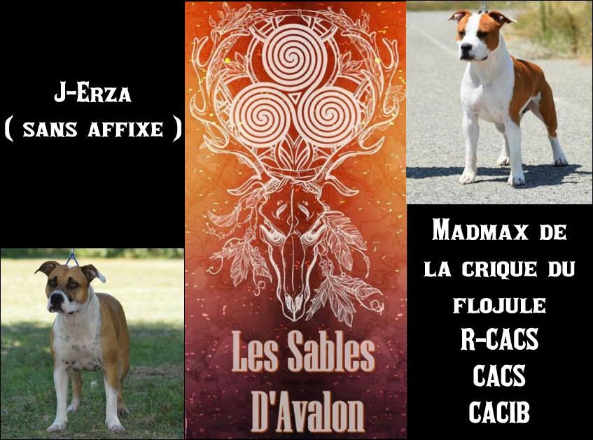 Des Sables D'Avalon - gestation confirmée