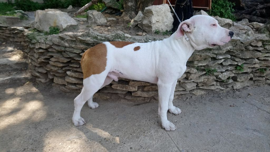 Des Sables D'Avalon - Chiots disponibles - American Staffordshire Terrier